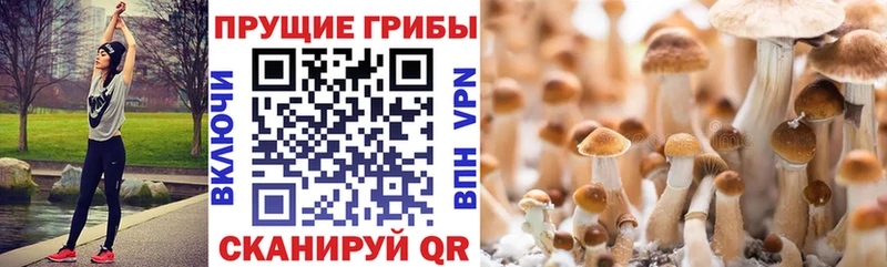 Псилоцибиновые грибы мицелий  Купить закладки  Пестово 